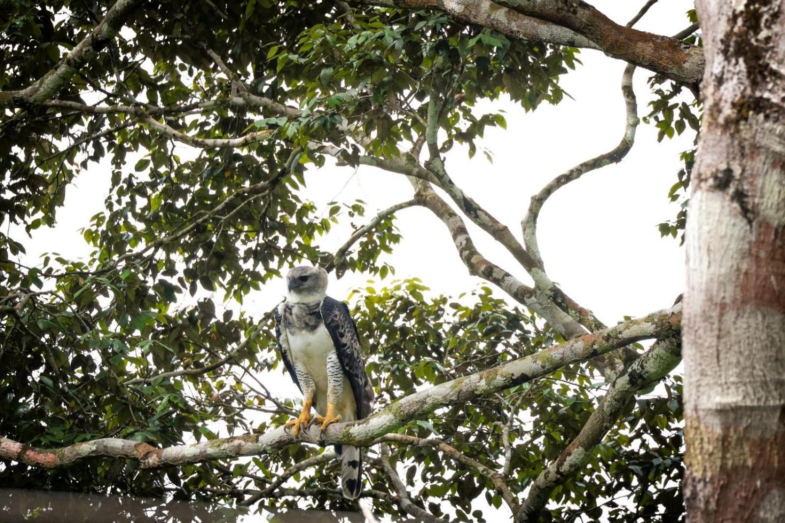 Pousada Paraiso Do Calango Azul Presidente Figueiredo Buitenkant foto