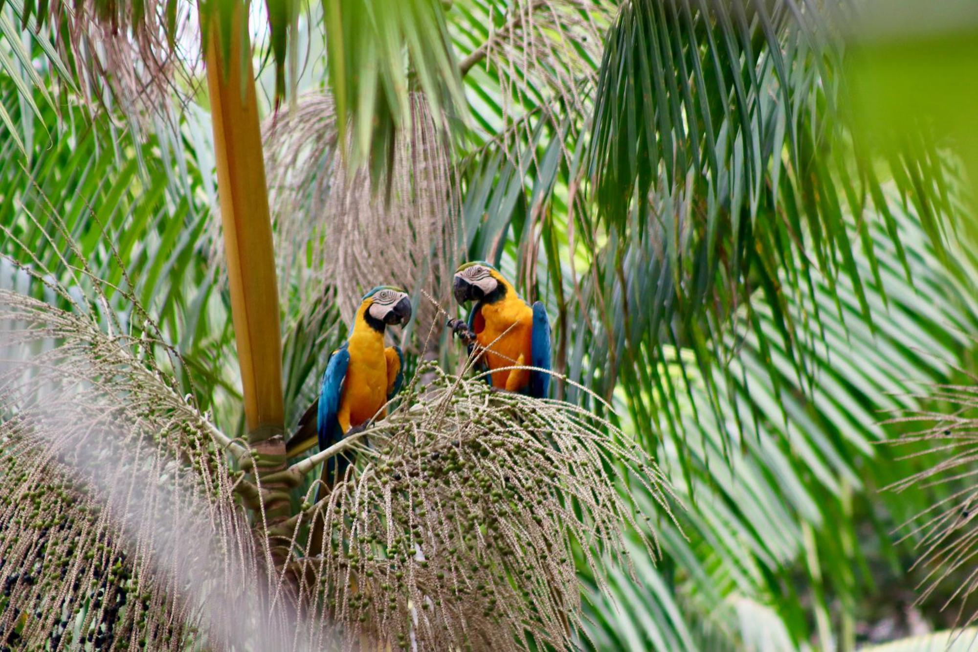 Pousada Paraiso Do Calango Azul Presidente Figueiredo Buitenkant foto