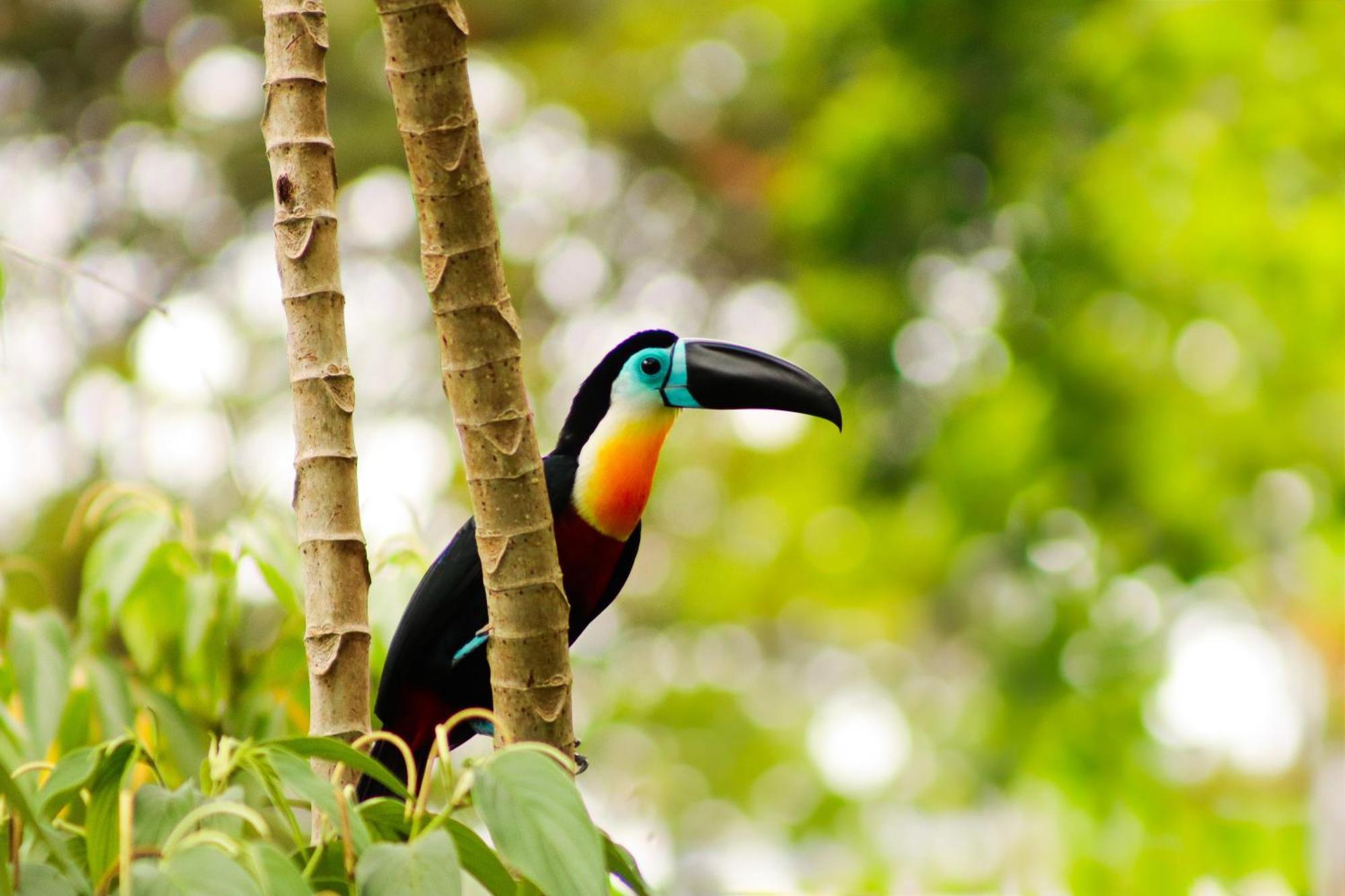 Pousada Paraiso Do Calango Azul Presidente Figueiredo Buitenkant foto