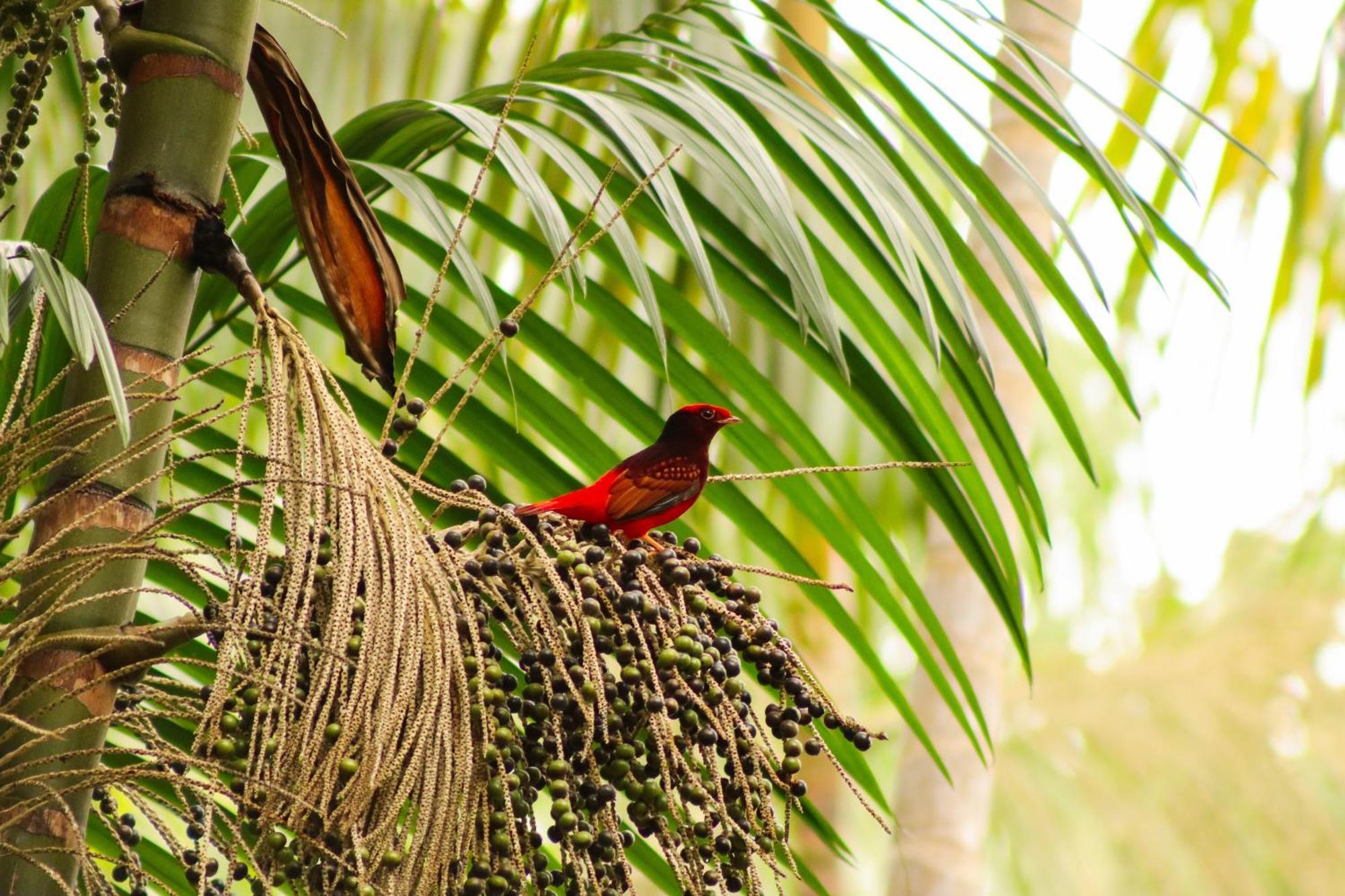 Pousada Paraiso Do Calango Azul Presidente Figueiredo Buitenkant foto