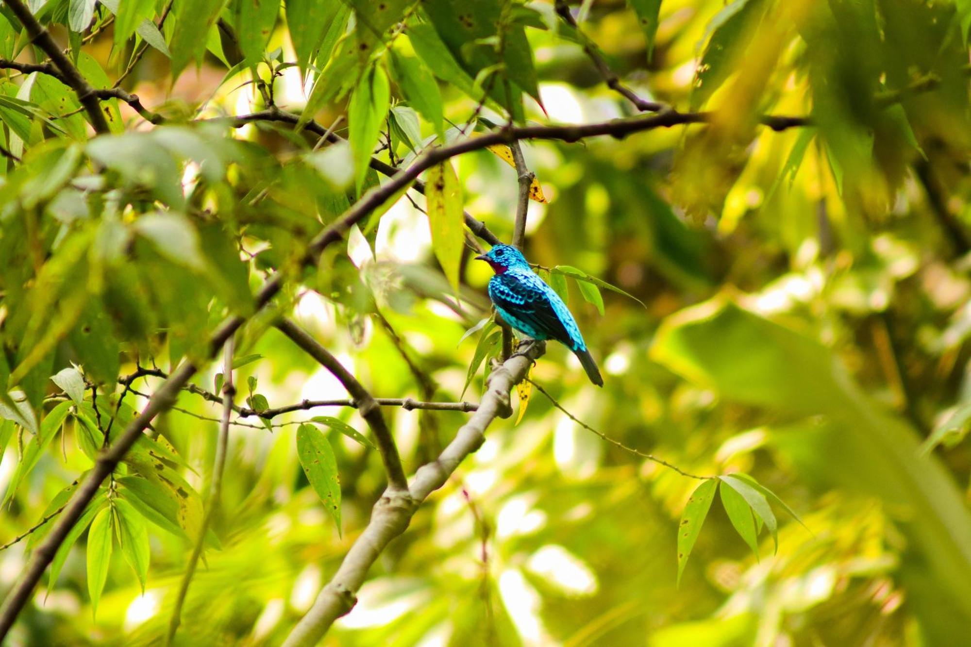 Pousada Paraiso Do Calango Azul Presidente Figueiredo Buitenkant foto
