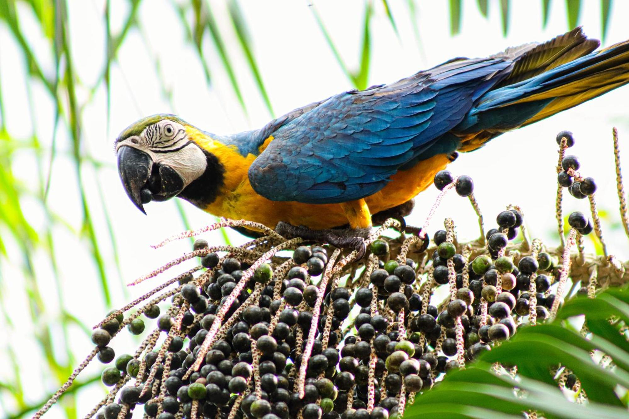 Pousada Paraiso Do Calango Azul Presidente Figueiredo Buitenkant foto