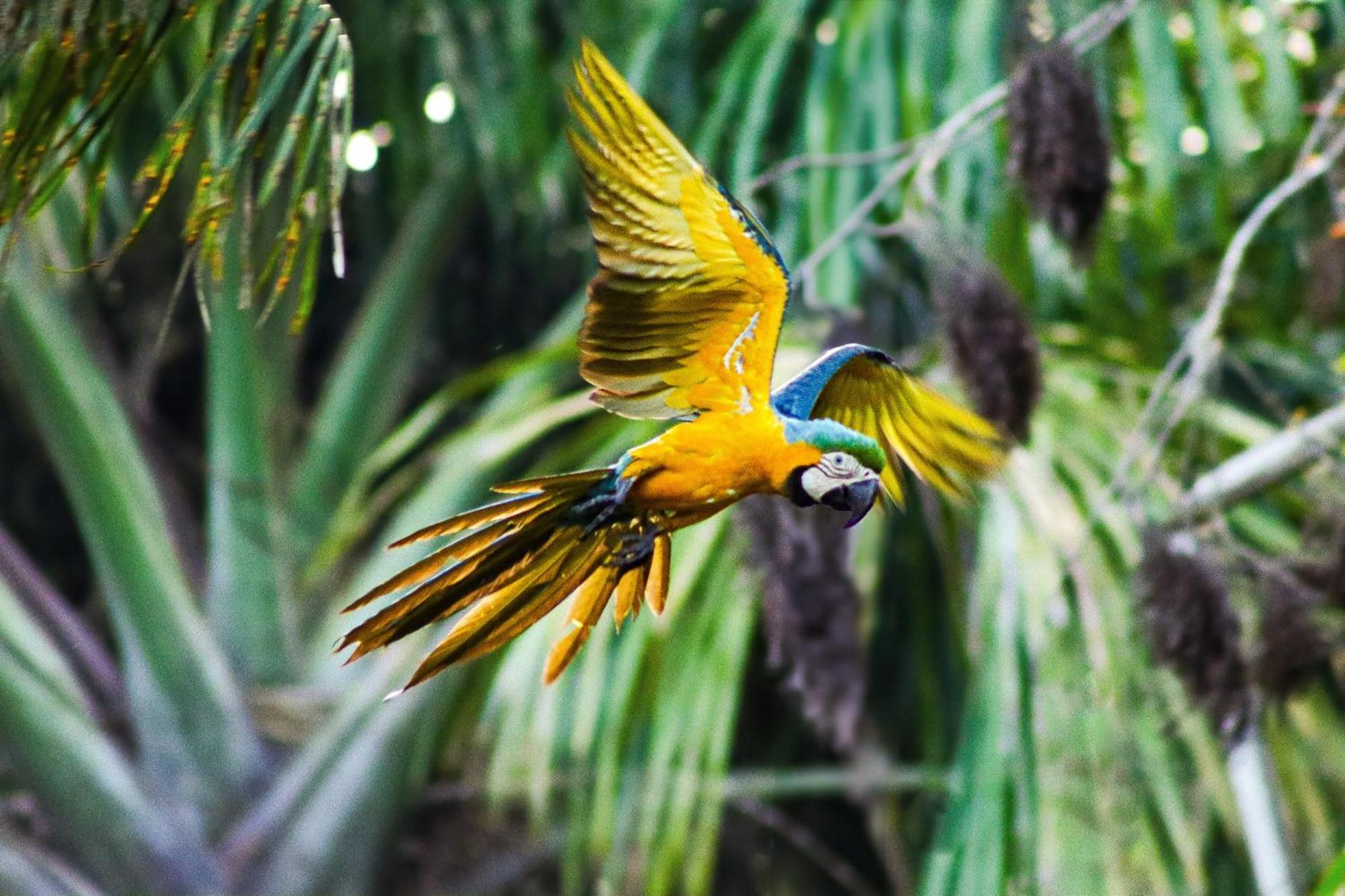 Pousada Paraiso Do Calango Azul Presidente Figueiredo Buitenkant foto