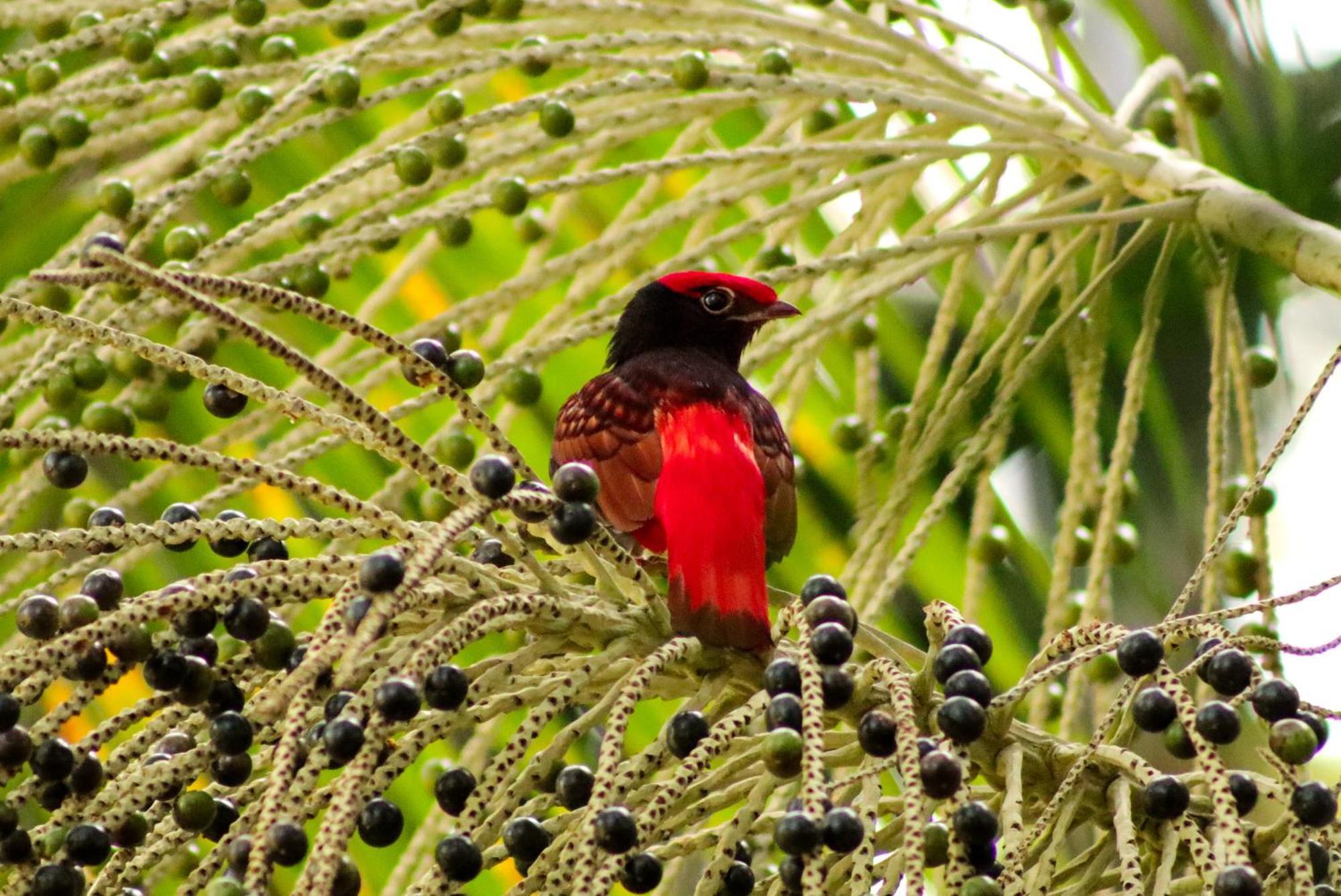 Pousada Paraiso Do Calango Azul Presidente Figueiredo Buitenkant foto